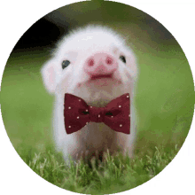 mini pig pig rolling cute bow