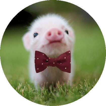 Mini Pig Pig Sticker - Mini Pig Pig Rolling Stickers