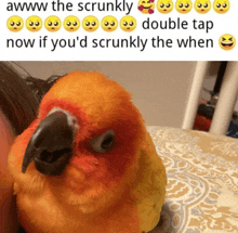 a picture of a bird with a caption that says awww the scrunkly double tap