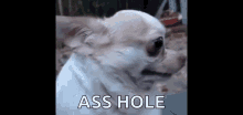 a white chihuahua is looking at the camera and says `` ass hole '' .