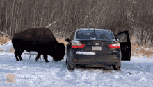 Bison Canadian Wildlife GIF - Bison Canadian Wildlife Startled GIFs