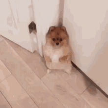 Pompom Cutie GIF - Pompom Cutie Standingdog GIFs