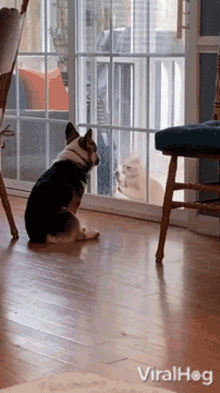 Let Me In Viralhog GIF - Let Me In Viralhog Corgi Is Indifferent To Cats Desire To Come Inside GIFs