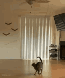 Cat Busy Cat GIF - Cat Busy Cat Spinning GIFs