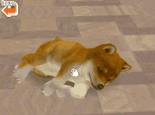 Shiba Inu Laying Down GIF - Shiba Inu Laying Down Petting Dog GIFs