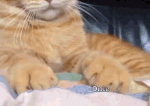 My Cutie Cat GIF - Cat Kitten Ribbon GIFs