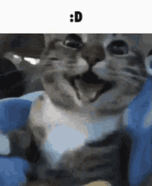 Cat Smile Face GIF - Cat Smile Face GIFs