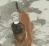 Köpek Dog GIF - Köpek Dog Kafasında Su Taşıyan Köpek GIFs