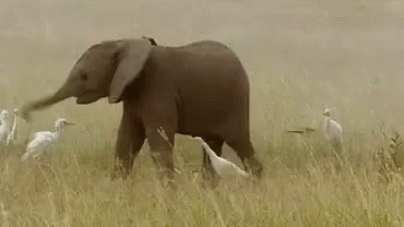 elephant-cub.gif