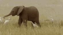 слонёнок играет с хоботом GIF - Elephant Cub Playing GIFs