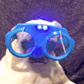 Wipers Dog GIF - Wipers Dog Goggles GIFs