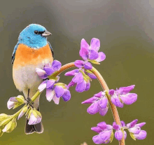 a blue and orange bird is perched on a branch of purple flowers