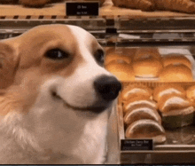 a brown and white dog is smiling in front of a display of bread rolls .