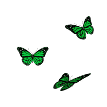 green borboletas