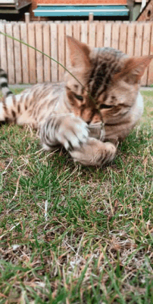 Cat Kitty GIF - Cat Kitty Grass GIFs