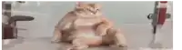a very fat cat is sitting on the floor .