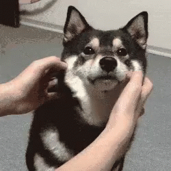 squishy face dog