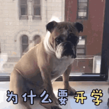 开学，为什么开学，狗狗，小狗 GIF - First Day Of School School Dog GIFs