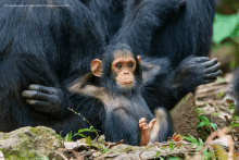 Funny Drole GIF - Funny Drole Relax GIFs