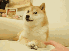 Doge Tap GIF - Doge Dog Tap GIFs