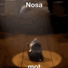 Nosa Mot Nosa GIF - Nosa Mot Nosa Dance GIFs