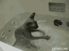Cat Bath GIF - Cat Bath Play Time GIFs
