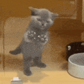 Cat Let Me Out GIF - Cat Let Me Out Cat Licking GIFs