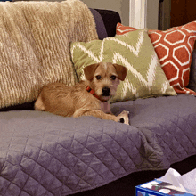 a dog laying on a couch with pillows and a box of kleenex