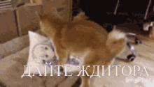 дайтеждитора GIF - дайтеждитора GIFs