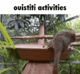 a picture of a squirrel with the words " ouistiti activities " on the bottom