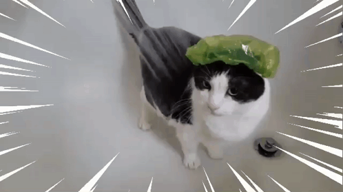 Showercat.co