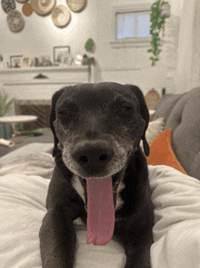 a dog with a pink tongue sticking out