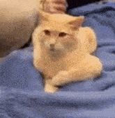 a cat is laying on a bed with a blue blanket .