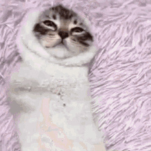Sock Contained GIF - Sock Contained Kitten GIFs
