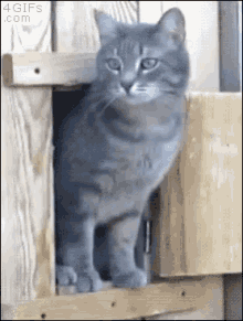 Cats Excuse Me GIF - Cats Excuse Me Surprise GIFs