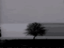 Tree Dark GIF - Tree Dark Calm GIFs