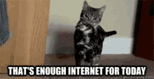 Funny Animals Cats GIF - Funny Animals Cats Enough Internet GIFs
