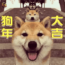 狗年 狗年大吉 春节 哈士奇 GIF - Year Of The Dog Dog Spreing Festival GIFs