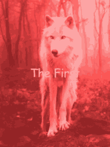 a white wolf is standing in a red forest with the words the first on the bottom