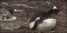 Me Life GIF - Me Life Penguin GIFs