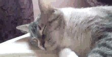 Cat Sleeping GIF - Cat Sleeping 5am GIFs