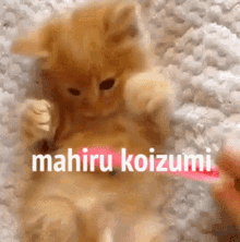 mahiru koizumi cat kitty cute