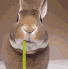Rabbit Bunny GIF - Rabbit Bunny Eat GIFs