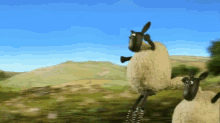 Bounce Spring GIF - Bounce Spring Sheep GIFs