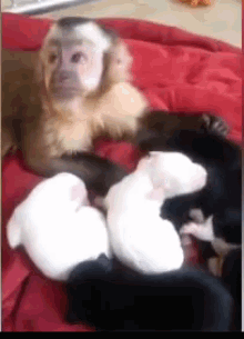 Monkey Puppies GIF - Monkey Puppies GIFs