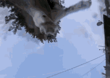 a cat is looking up at the sky while sitting on a tree branch .
