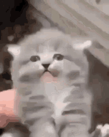 Kitten Screams Then Dies GIF - Kitten Screams Then Dies GIFs