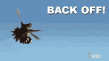 Back Off! GIF - Nat Geo Back Off Humming Bird GIFs