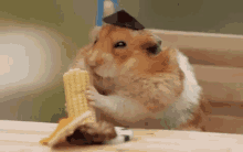 Eating Hamster GIF