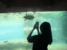 a woman is taking a picture of a turtle in a tank